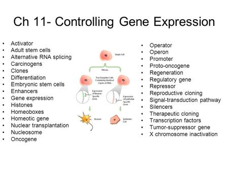 Ch 11- Controlling Gene Expression