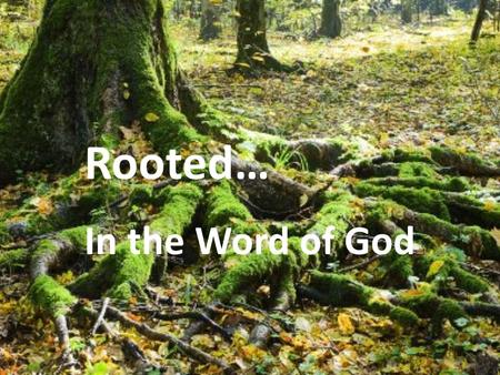 Rooted… In the Word of God.