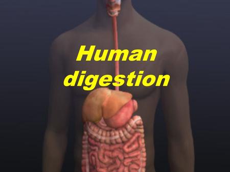 Human digestion. Human digestive system (General plan) Accessory digestive organs.