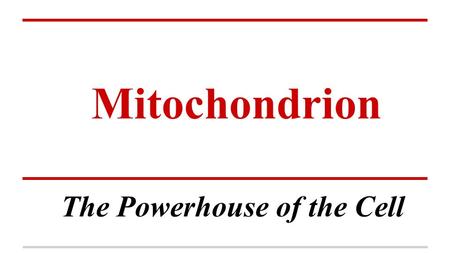 Mitochondrion The Powerhouse of the Cell. Mitochondrion Tubular shaped organelle that is found in all types of eukaryotic cells. Located in the cytoplasm.