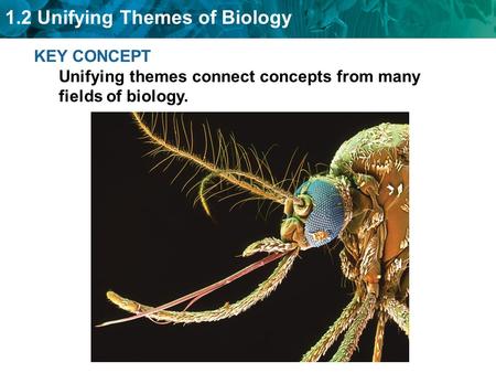 1.2 Unifying Themes of Biology KEY CONCEPT Unifying themes connect concepts from many fields of biology.