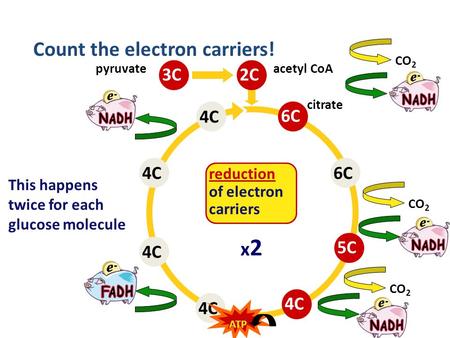 4C6C4C 2C6C5C4C CO 2 citrate acetyl CoA Count the electron carriers! 3C pyruvate reduction of electron carriers This happens twice for each glucose molecule.