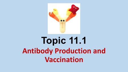 Antibody Production and Vaccination