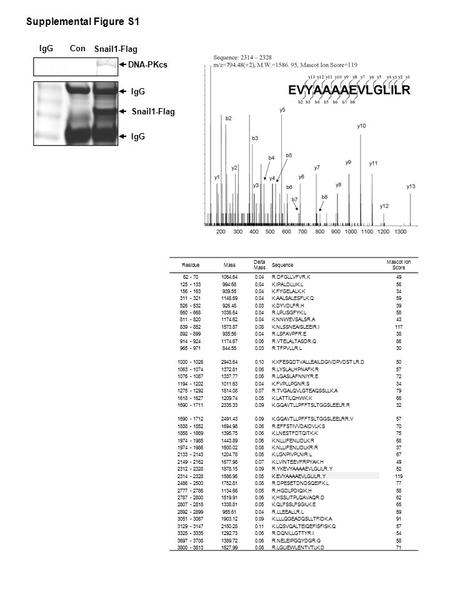 Supplemental Figure S1 ResidueMass Delta Mass Sequence Mascot Ion Score 62 - 701064.640.04R.DFGLLVFVR.K49 125 - 133994.680.04K.IPALDLLIK.L56 156 - 163939.550.04K.FYGELALK.K34.