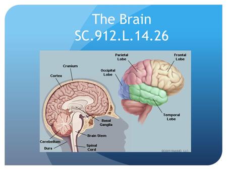 The Brain SC.912.L.14.26. The central nervous system (CNS) include the brain and spinal cord. The CNS is composed of interneurons that interact with other.