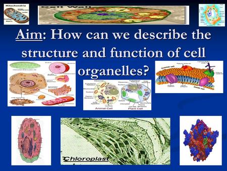 ORGANIZATION CHART BACTERIA. Aim: How can we describe the structure and function of cell organelles?