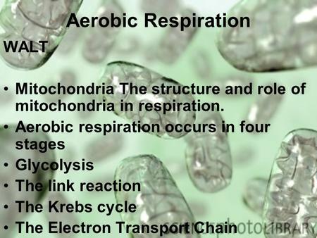 Aerobic Respiration WALT Mitochondria The structure and role of mitochondria in respiration. Aerobic respiration occurs in four stages Glycolysis The link.