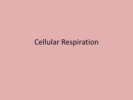 Cellular Respiration. Takes place in the mitochondria. The mitochondria is known as the “powerhouse” of the cell because it produces the energy needed.