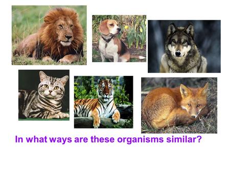 In what ways are these organisms similar?. How might these animals be placed into two different groups?