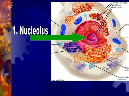 1. Nucleolus A. Make Ribosomes (workers in factory) B. Some cells have more than one nucleolus.