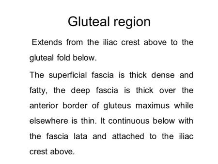 Gluteal region Extends from the iliac crest above to the gluteal fold below. The superficial fascia is thick dense and fatty, the deep fascia is thick.