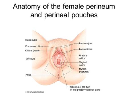 Anatomy of the female perineum and perineal pouches