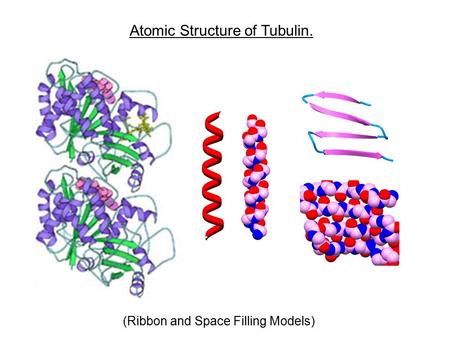 Atomic Structure of Tubulin.