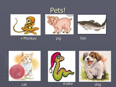 Pets! Monkey pig fish snake cat dog.