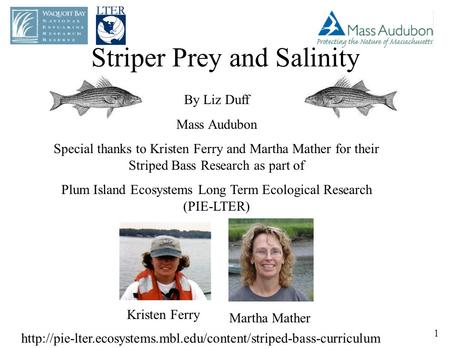 Striper Prey and Salinity By Liz Duff Mass Audubon Special thanks to Kristen Ferry and Martha Mather for their Striped Bass Research as part of Plum Island.