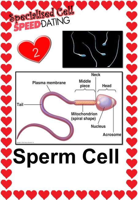 Sperm Cell 2. Picture: What is my name? Sperm cell Where am I found? I am found only in males. I am made in a man’s testis (testicles). During sexual.