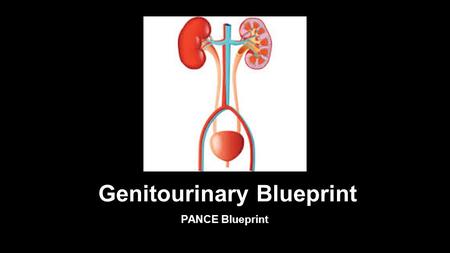 Genitourinary Blueprint