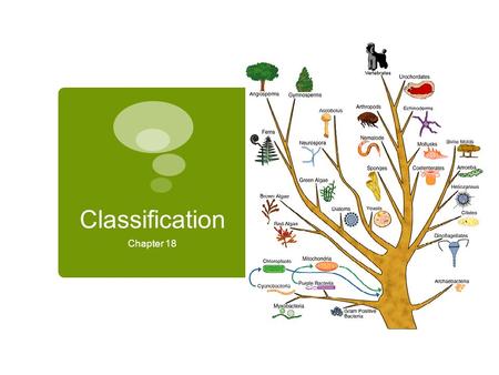 Classification Chapter 18. Non-Science Example of Classification  The item in this picture is  Automobile:  Truck, Car, or SUV? Car  Made by? Ford.