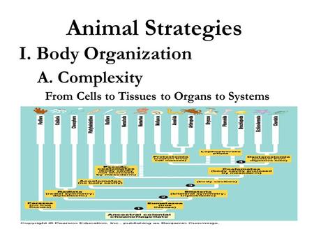 Animal Strategies I. Body Organization A. Complexity From Cells to Tissues to Organs to Systems.