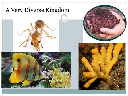 A Very Diverse Kingdom. Kingdom Animalia Characteristics All animals share the following characteristics 1. Eukaryotic 2. Multicellular 3. Reproduce sexually.