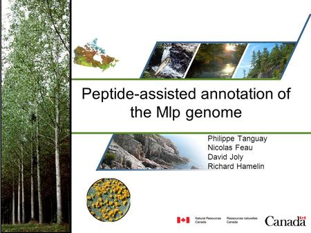 Peptide-assisted annotation of the Mlp genome Philippe Tanguay Nicolas Feau David Joly Richard Hamelin.