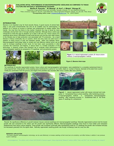 EVALUATING INITIAL PERFORMANCE OF MACROPROPAGATED SEEDLINGS AS COMPARED TO TISSUE CULTURE AND NATURALLY REGENERATED SUCKERS Martha R. Kasyoka 1*, M. Mwangi.