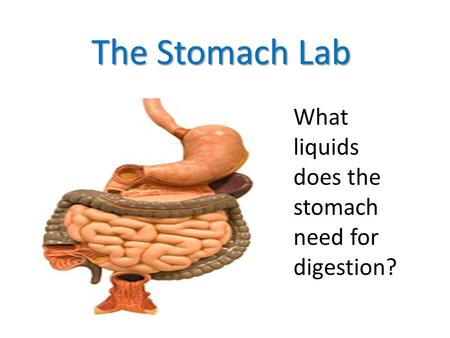 The Stomach Lab What liquids does the stomach need for digestion?