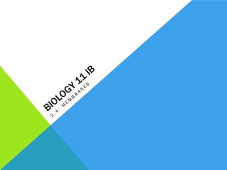 BIOLOGY 11 IB 2.4: MEMBRANES. ASSESSMENT STATEMENTS 2.4.1Draw and label a diagram to show the structure of a membrane 2.4.2Explain how the hydrophobic.