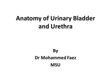 Anatomy of Urinary Bladder and Urethra