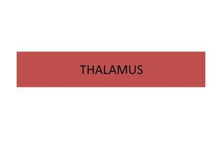 THALAMUS.