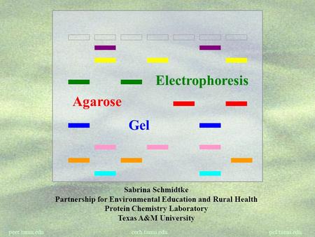 Electrophoresis Agarose Gel