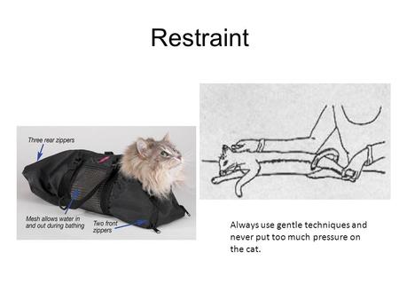 Restraint Always use gentle techniques and never put too much pressure on the cat.