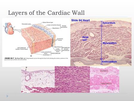 Layers of the Cardiac Wall