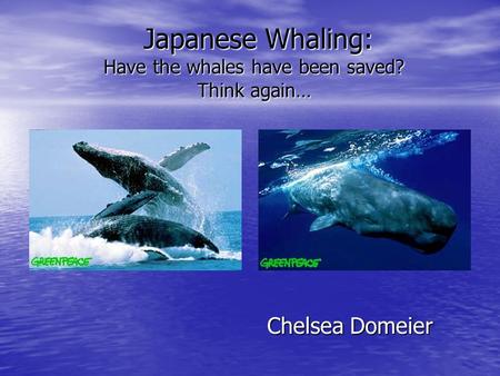 Japanese Whaling: Have the whales have been saved? Think again… Japanese Whaling: Have the whales have been saved? Think again… Chelsea Domeier.