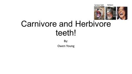 Carnivore and Herbivore teeth! By: Owen Young Contents Carnivore teeth. Herbivore teeth. Quiz - Guess the Carnivore/Herbivore teeth.