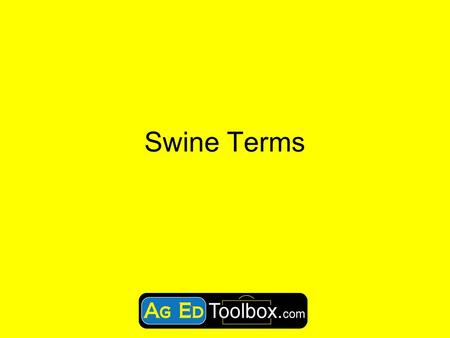 Swine Terms.