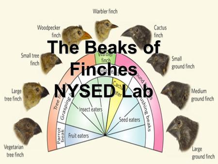 The Beaks of Finches NYSED Lab