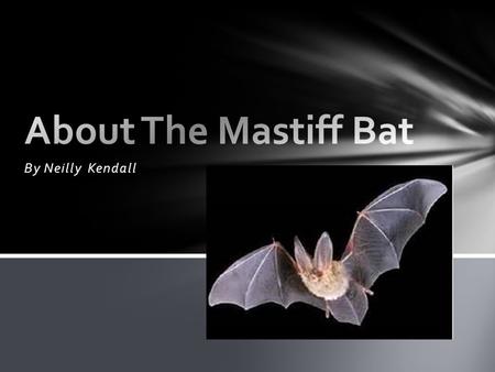 By Neilly Kendall. The mastiff bat is a micro bat The Features of a Mastiff Bat : The mastiff bat is 5.5 to 7.5 in long and is 22in. in wingspan. The.