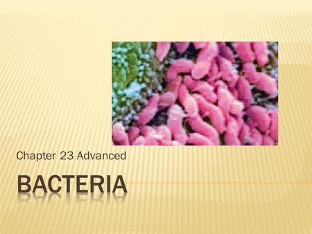 Chapter 23 Advanced. a. Microscopic single celled organisms b. Prokaryotes-no nucleus or organelles c. Genetic material – single circular piece of DNA.