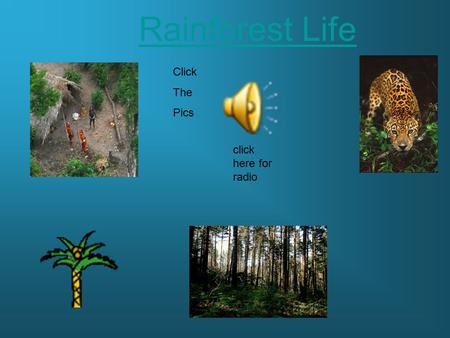 Rainforest Life click here for radio Click The Pics.