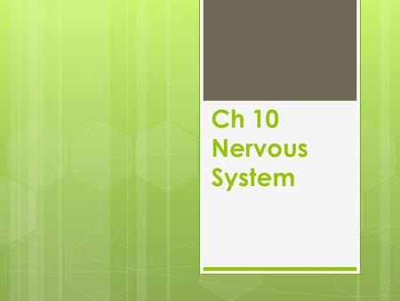 Ch 10 Nervous System. Terms  Brain- encephal/o- coordinates all activities of the body and receives and transmits messages throughout the body.  Spinal.