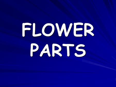 FLOWER PARTS. STAMEN Male part of the flower Made up of two parts –Anther –Filament.