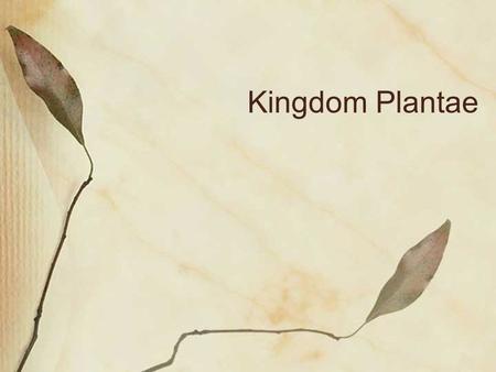 Kingdom Plantae.