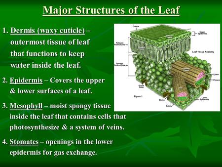 Major Structures of the Leaf 1. Dermis (waxy cuticle) – outermost tissue of leaf outermost tissue of leaf that functions to keep that functions to keep.