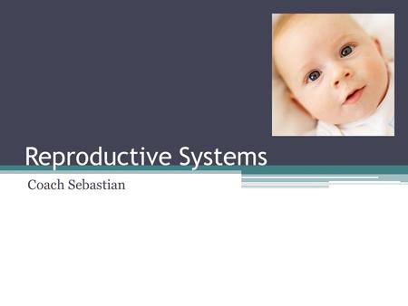 Reproductive Systems Coach Sebastian. Male Reproductive System: Objectives State the role of the male reproductive system Describe the function of each.