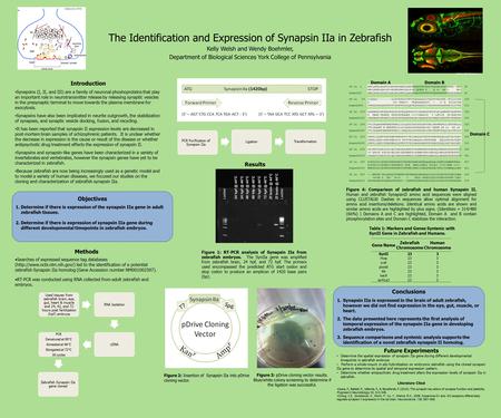 Conclusions 1.Synapsin IIa is expressed in the brain of adult zebrafish, however we did not find expression in the eye, gut, muscle, or heart. 2.The data.