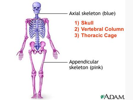 1)Skull 2)Vertebral Column 3)Thoracic Cage. The Skull.