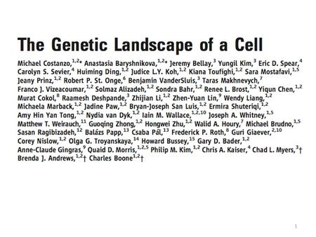 1. 25 OCTOBER 2002 VOL 298 SCIENCE Two types of motifs heavily over-represented in transcriptional networks: 2.