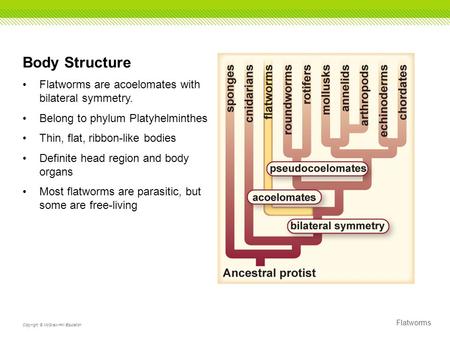 Flatworms Copyright © McGraw-Hill Education Body Structure Flatworms are acoelomates with bilateral symmetry. Belong to phylum Platyhelminthes Thin, flat,