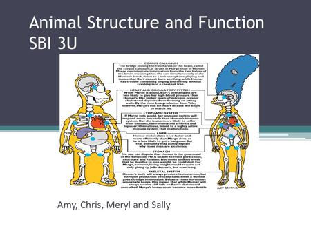 Animal Structure and Function SBI 3U Amy, Chris, Meryl and Sally.